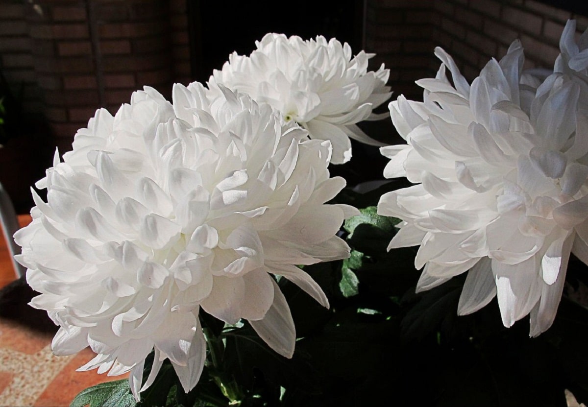 Hvite krysantemum er veldig dekorative