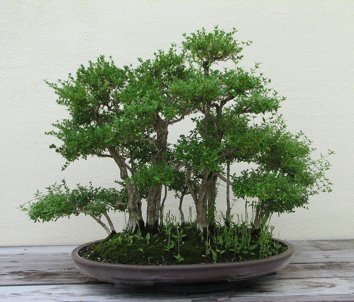 Serissa phoetida bonsai er lett å ta vare på
