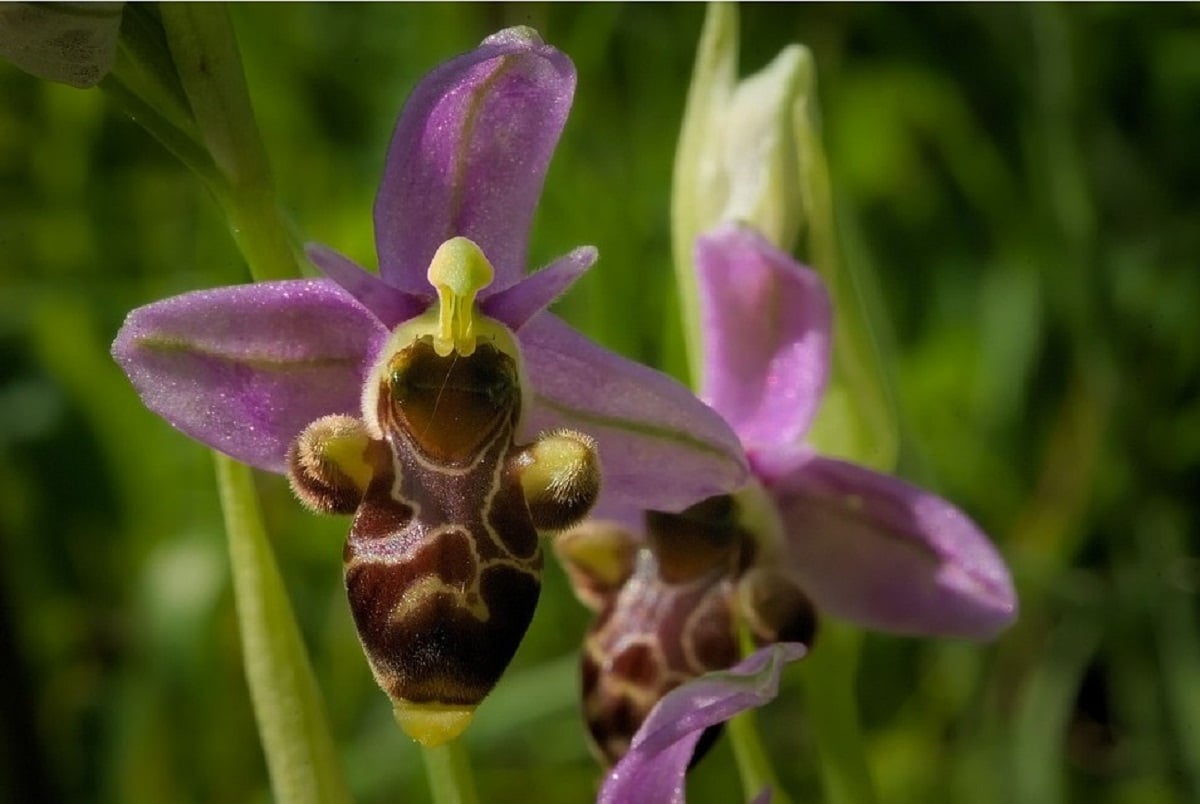 bieformet orkide