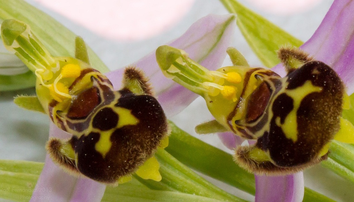 to orkideer som ser ut som de har bier