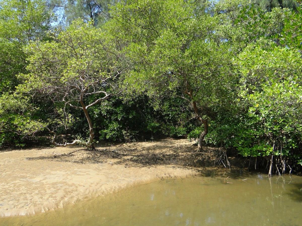 Mangrover er biomer