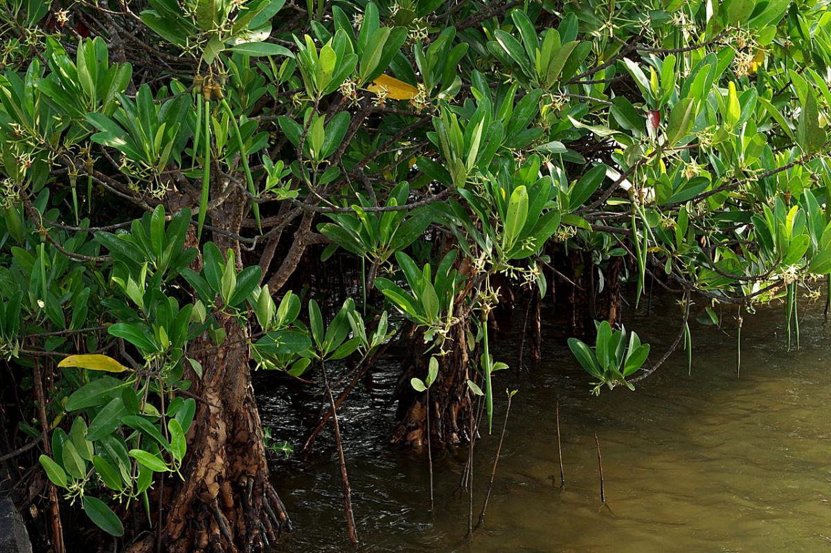 Kandelia-lysekronen er en tropisk mangrove