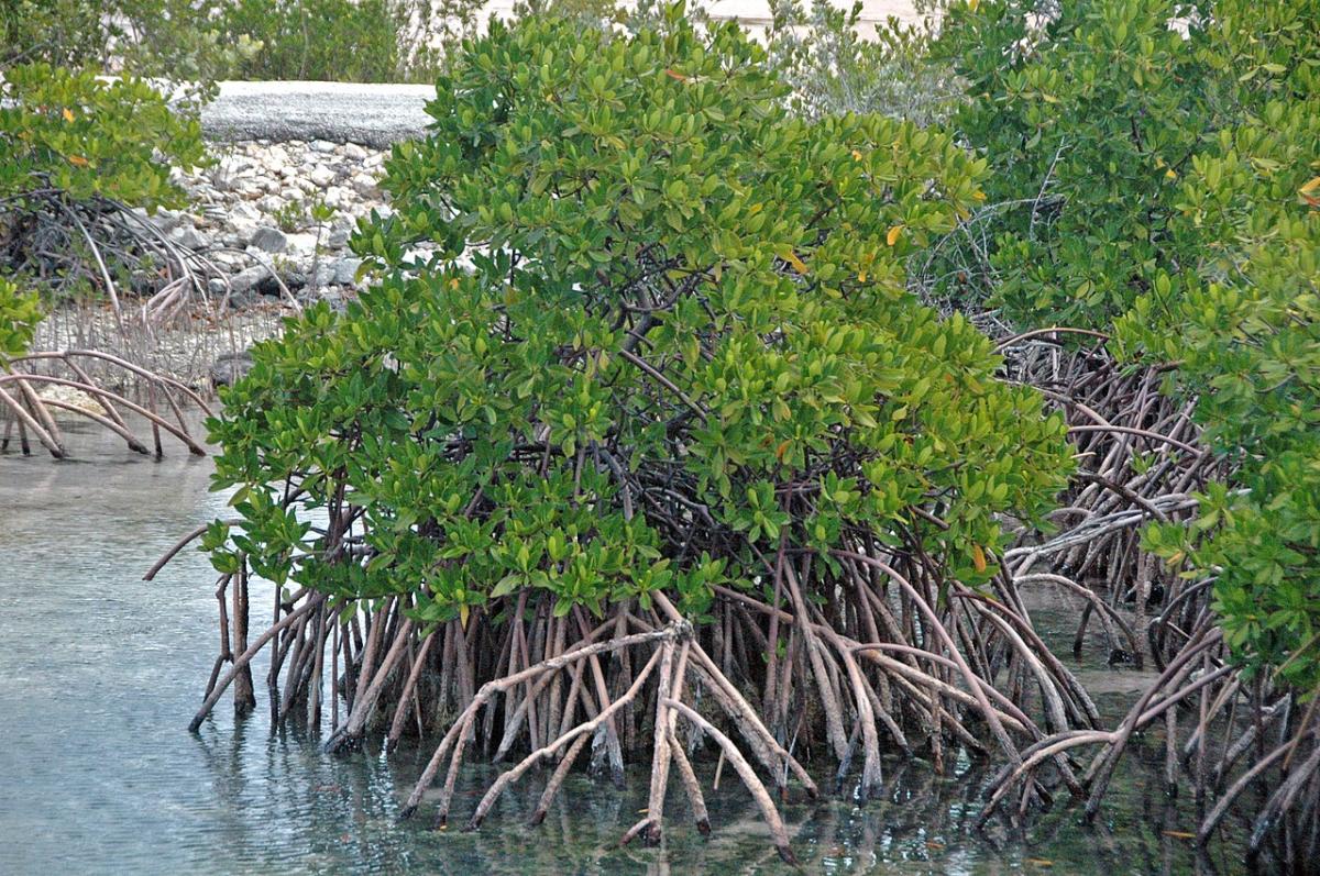 Mangroven er en skjør biom