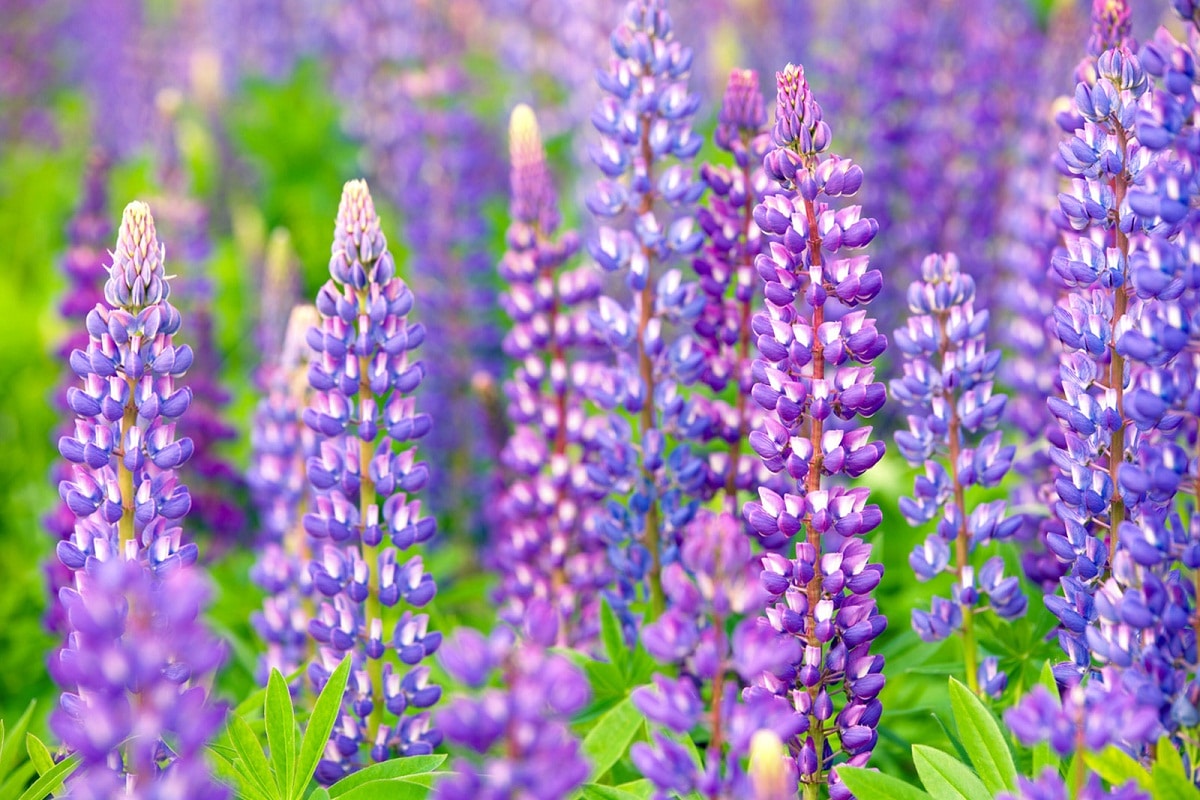 Lupinblomster kan ha forskjellige farger