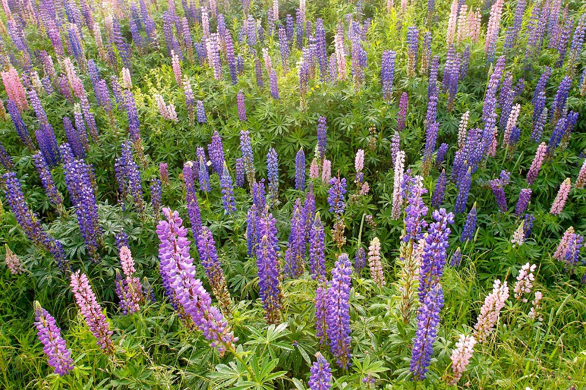 Lupinen er en munter blomstrende plante