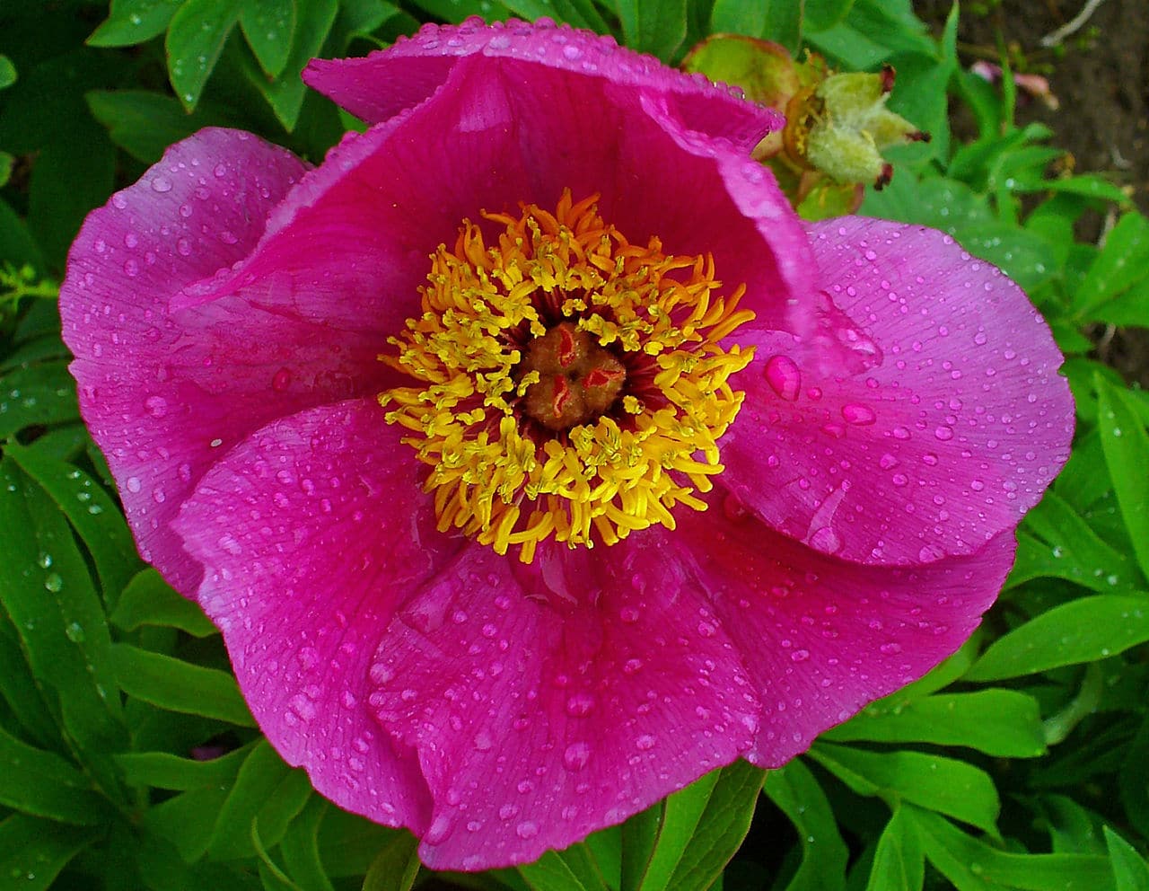 Paeonia officinalis produserer rosa blomster