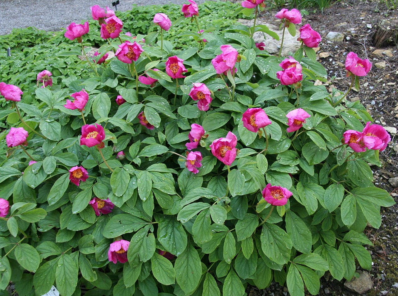 Paeonia maskula er en plante med rosa blomster