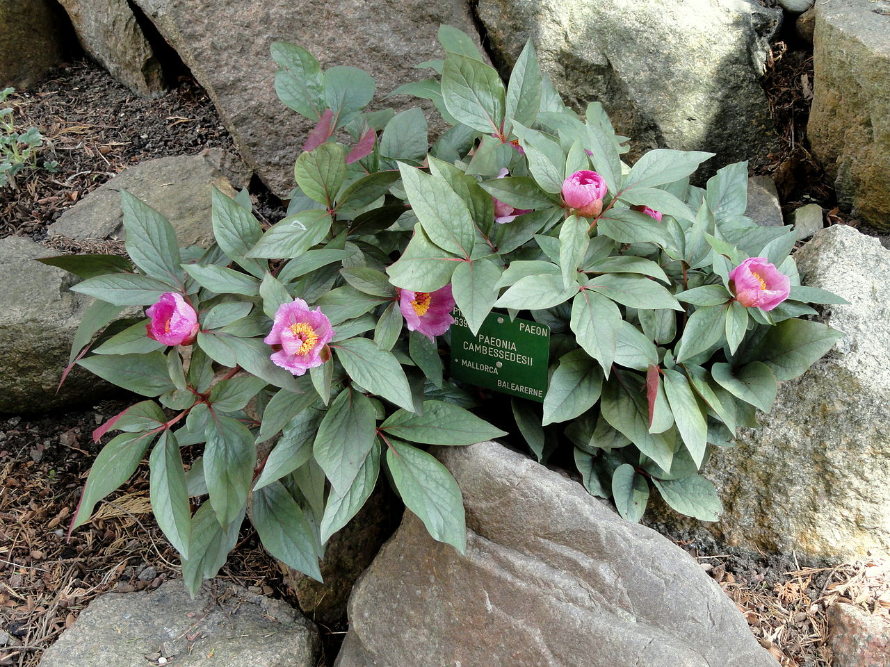 Paeonia cambessedesii er en middelhavsplante