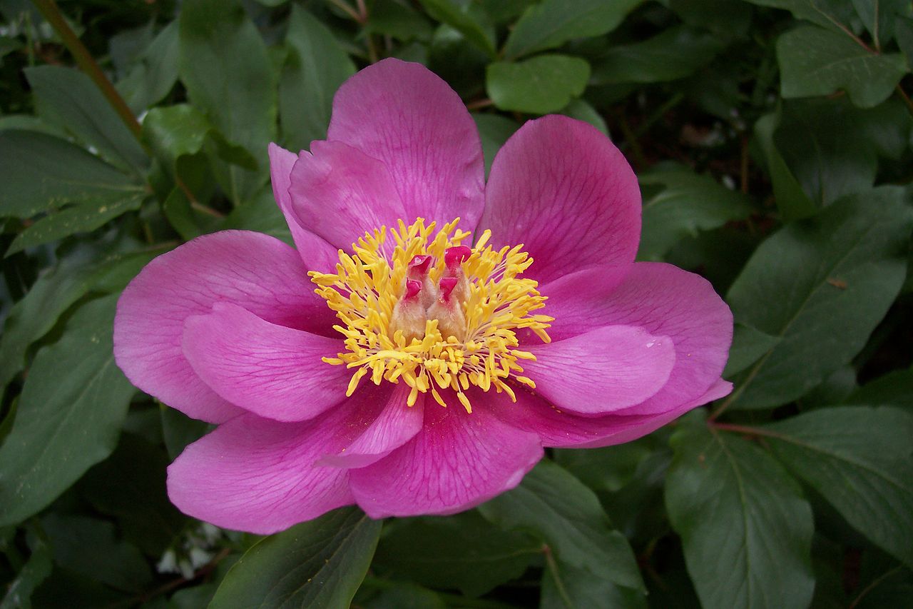 Paeonia broteri er en plante med rosa blomster