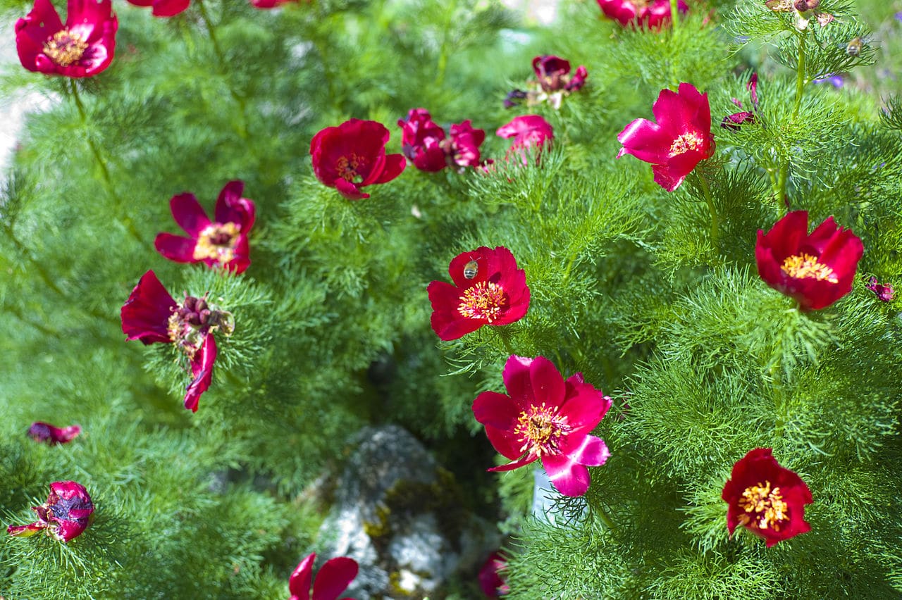 Paeonia tenuifolia er en plante med røde blomster
