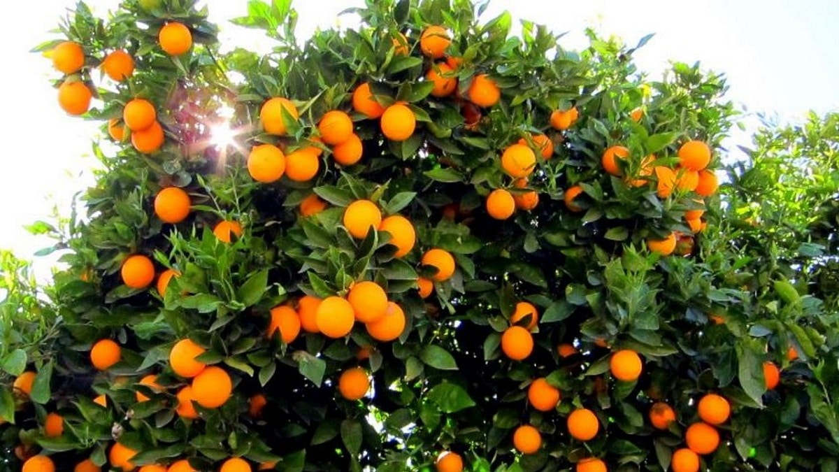Appelsintreet er et veldig fruktbart tre