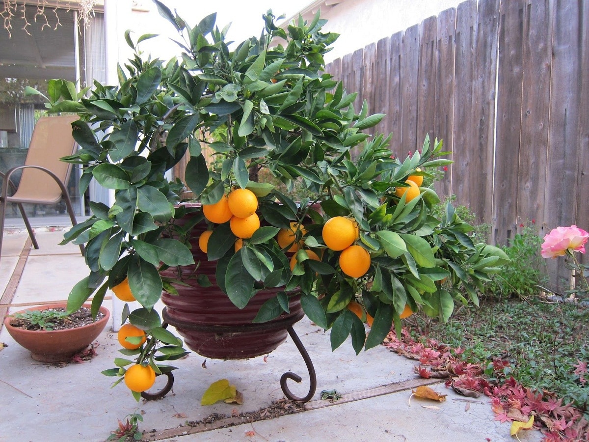 Appelsintreet er et tre som kan dyrkes i potter
