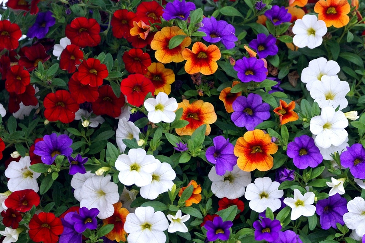 Calibrachoa er enkle planter å ta vare på