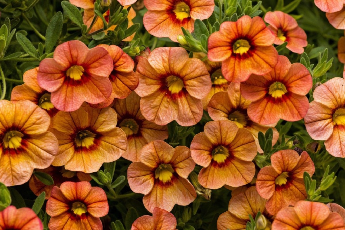 Calibrachoa produserer blide blomster