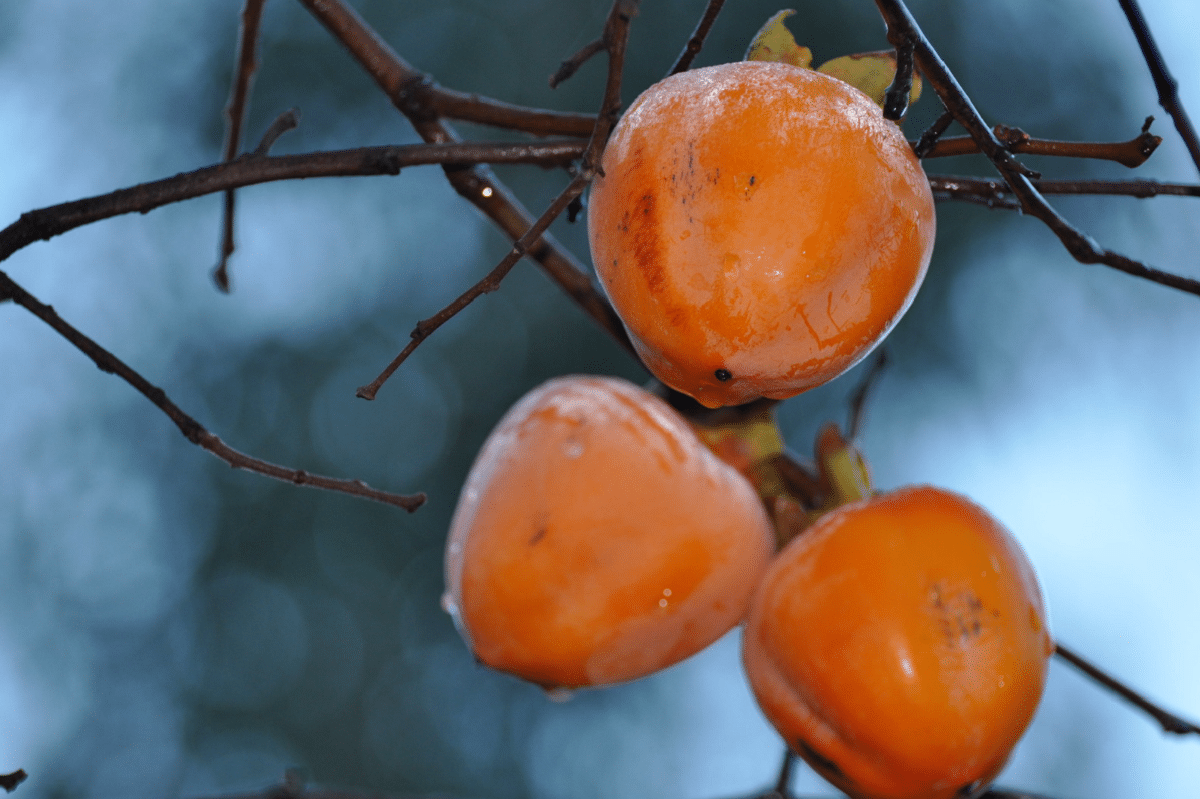 Wild persimmon er et frukttre