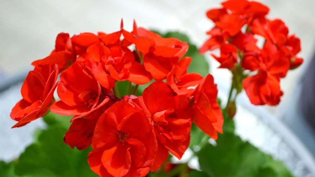 Røde blomster
