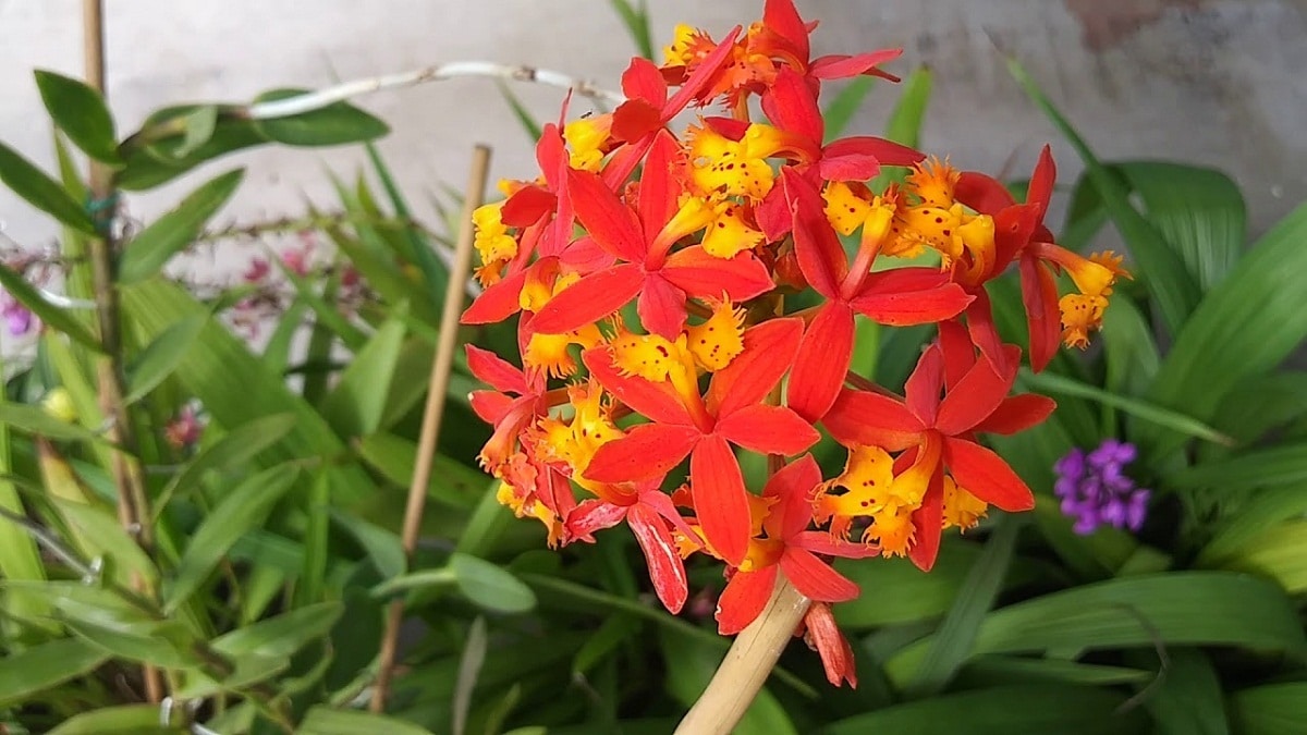 Epidendrum orkide med en veldig levende rød farge