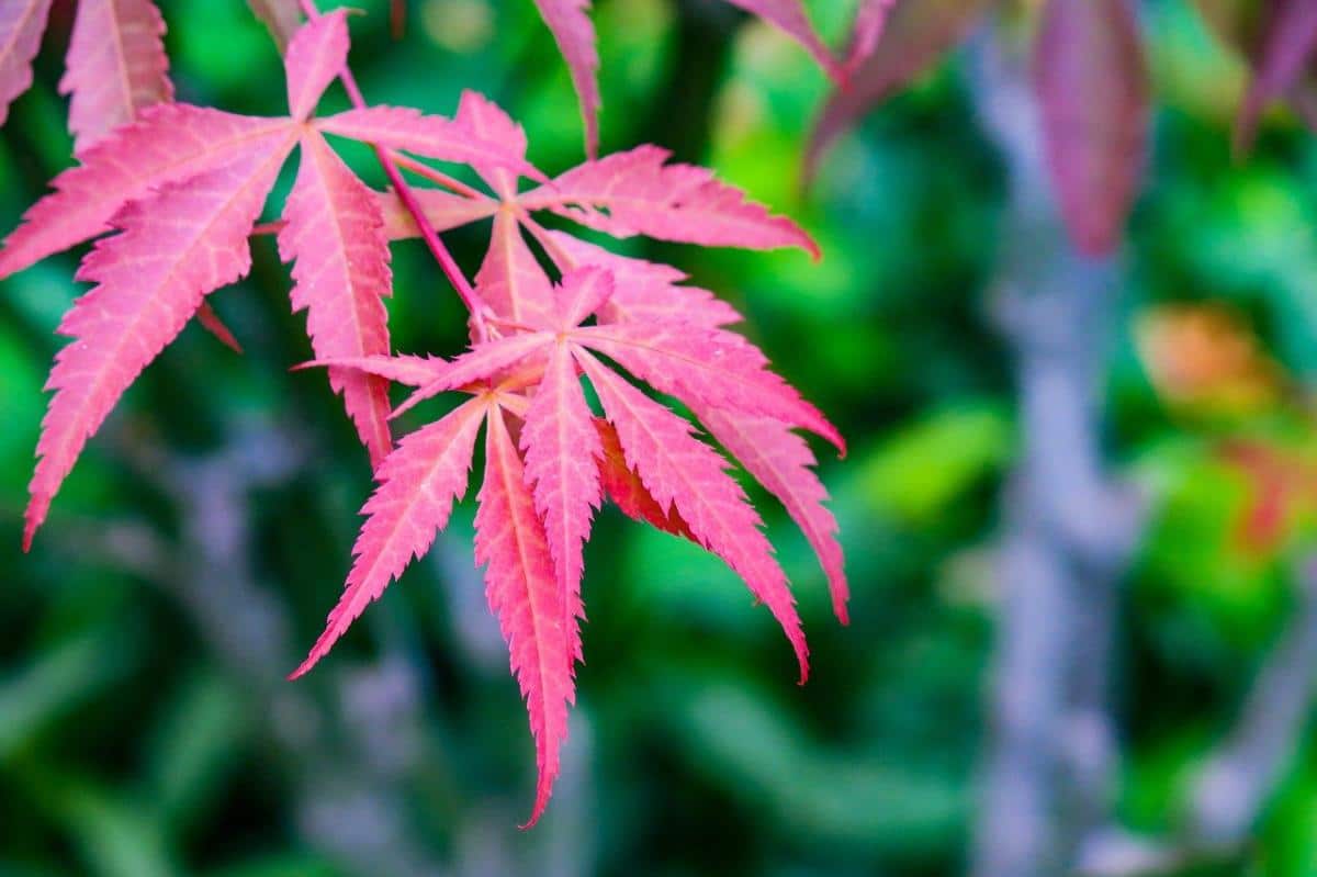 Japansk lønn er en ideell plante for potter