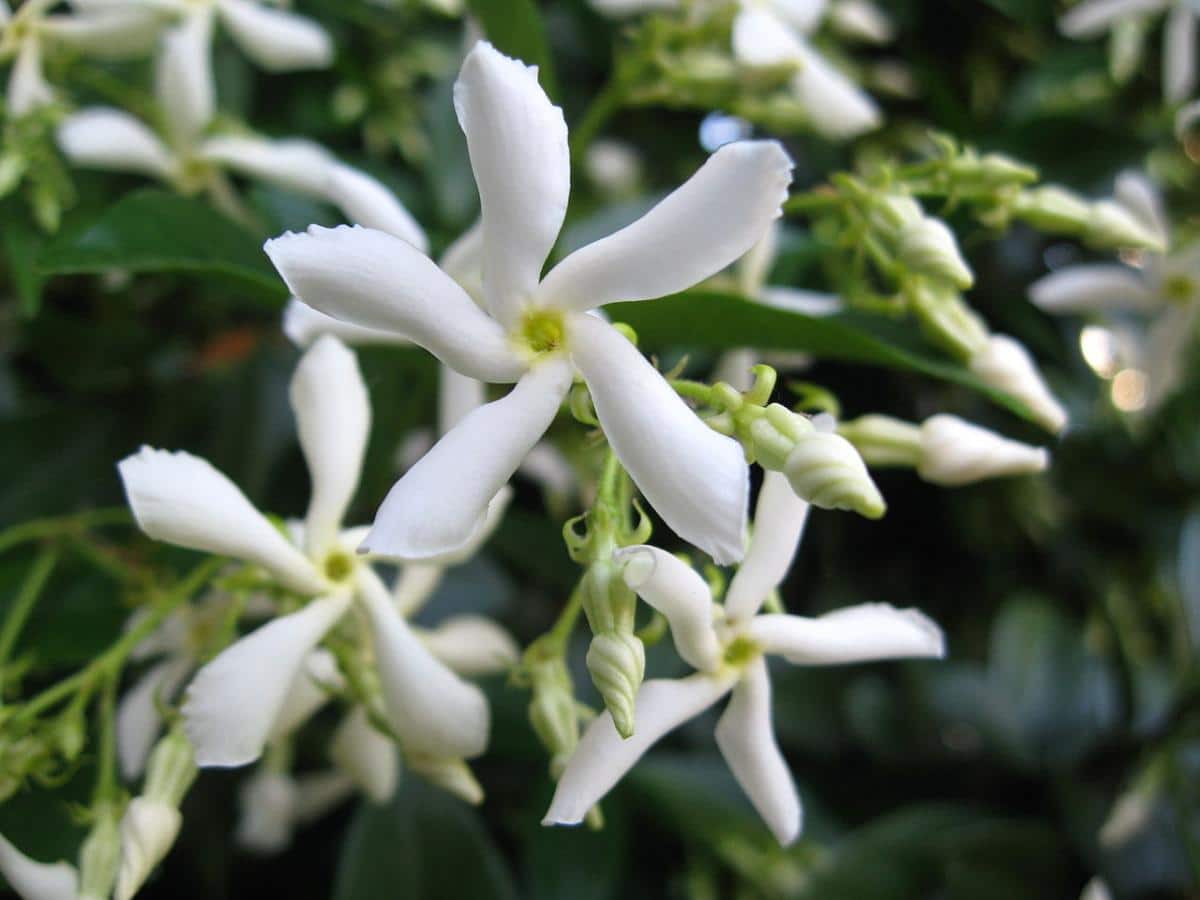 Den falske jasminen er en ideell klatrer for balkonger