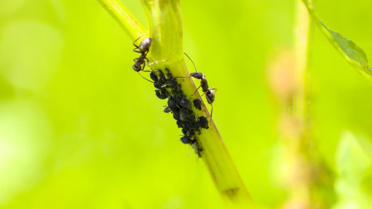 Maur foretrekker multiplikasjon av bladlus