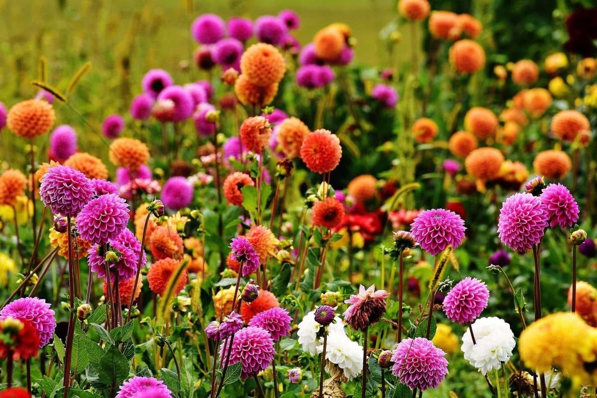 Dahliaer har blomster i forskjellige farger