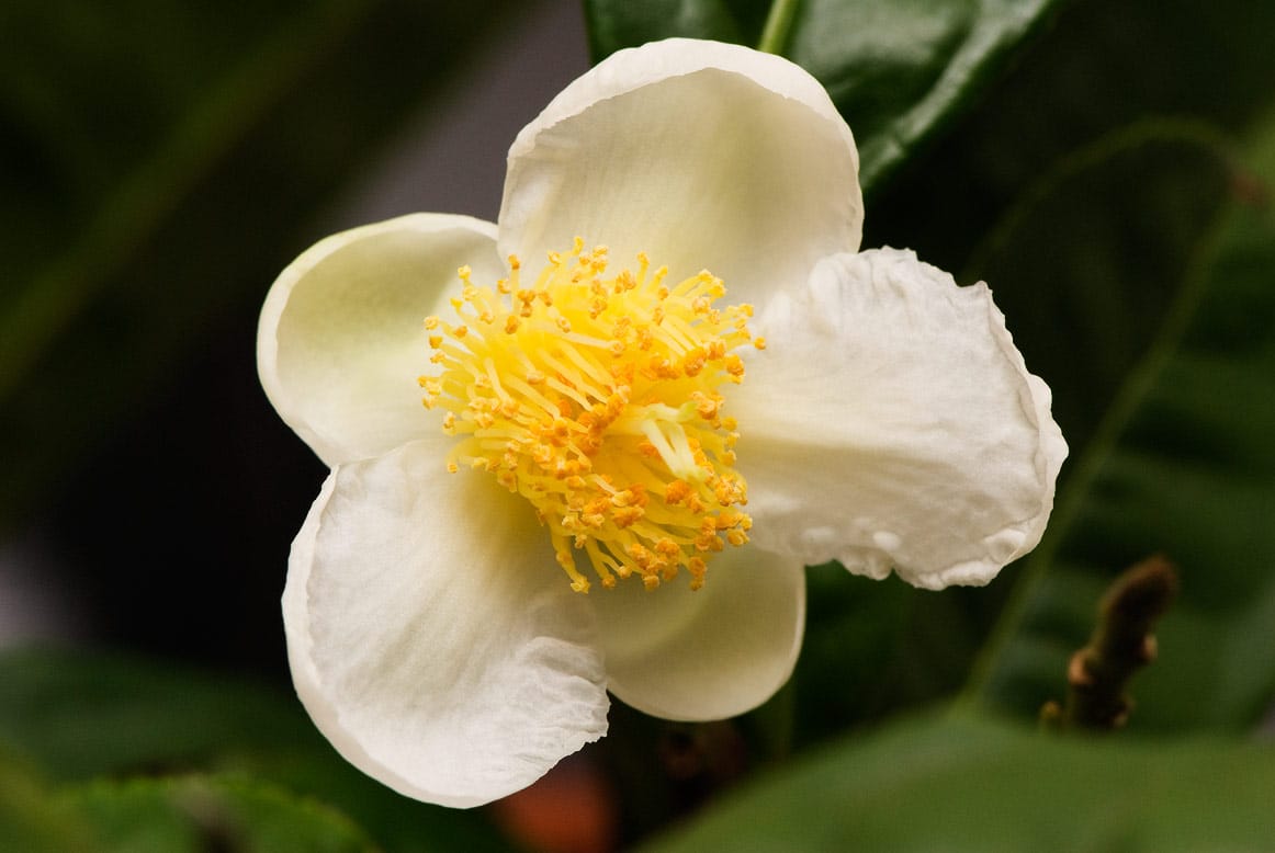 Camellia sinensis er en busk som produserer hvite blomster
