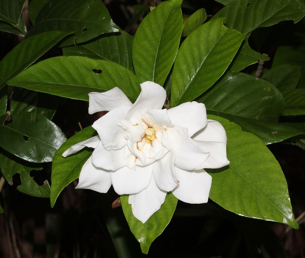 Gardenia er et lite tre som produserer hvite blomster