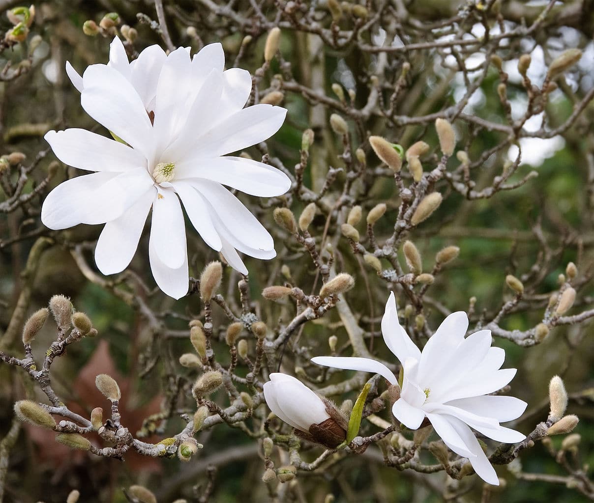 Magnolia stellata er en løvfellende busk som produserer hvite blomster