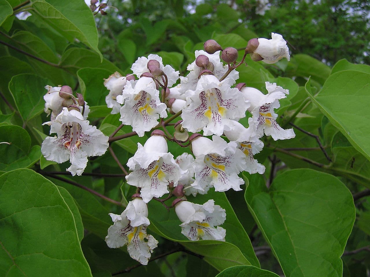 Catalpa er et tre som produserer hvite blomster