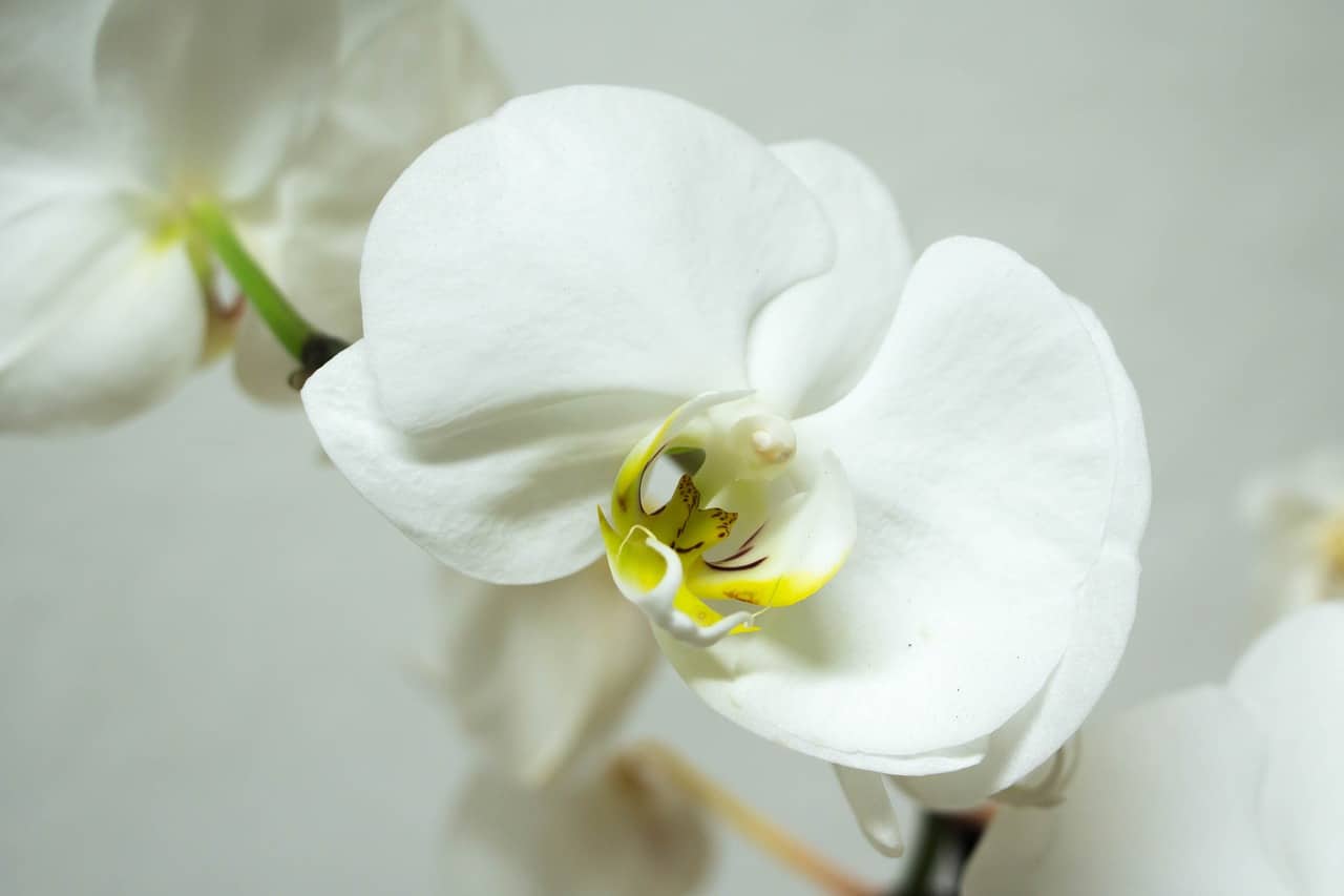 Phalaenopsis er en epifytisk orkide som produserer flerfargede blomster