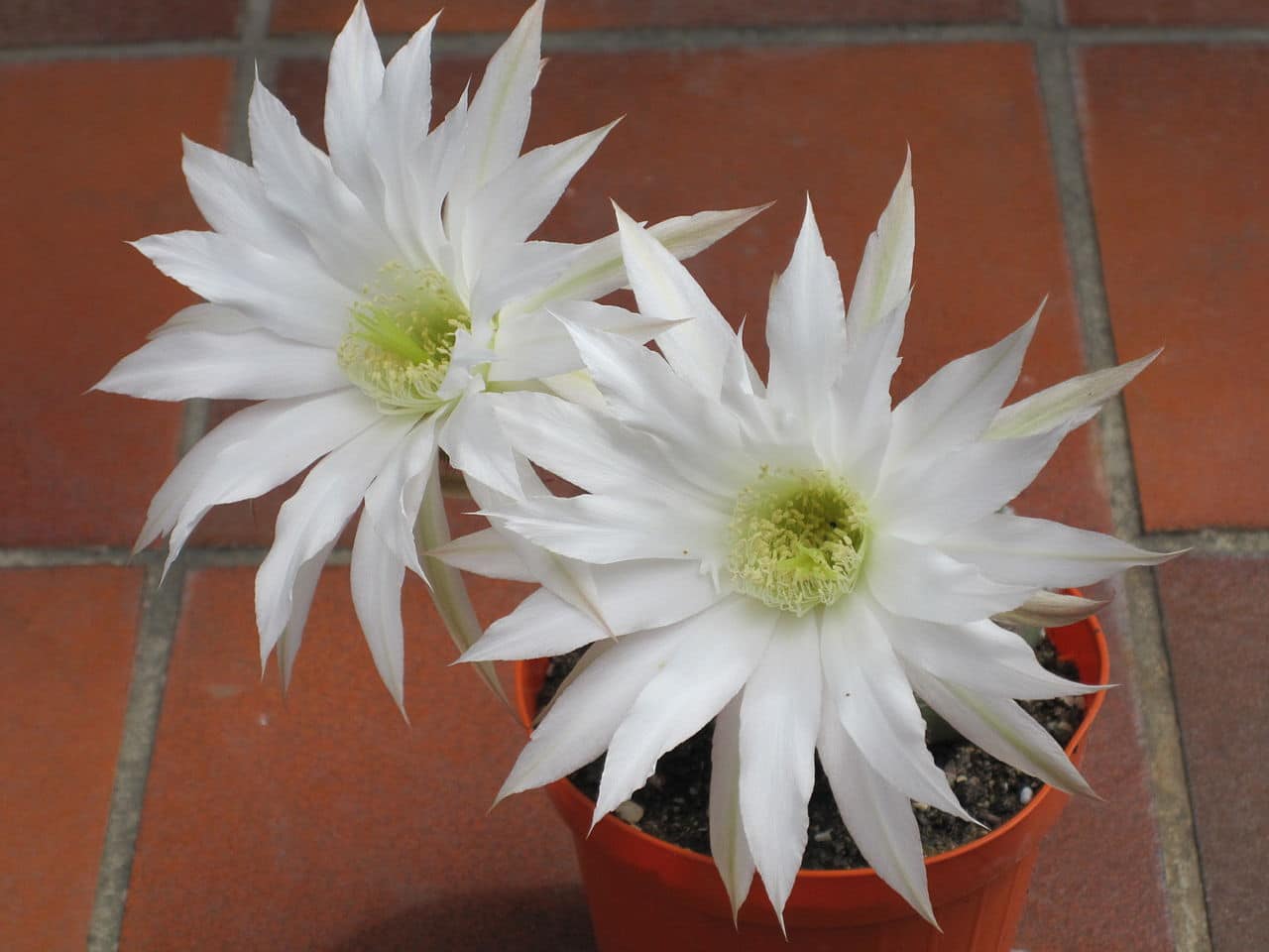 Echinopsis subdenudata er en kaktus som produserer hvite blomster
