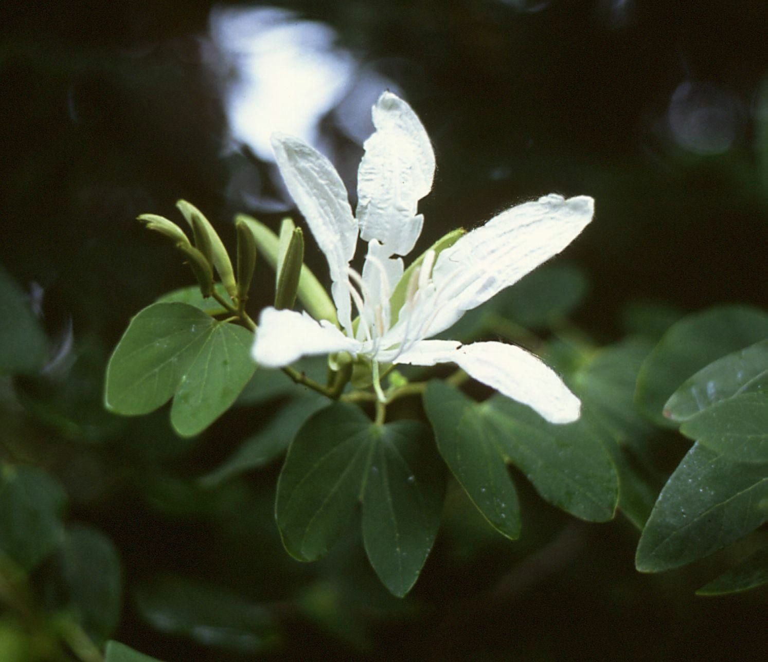 Bauhinia forficata er et tre med hvite blomster