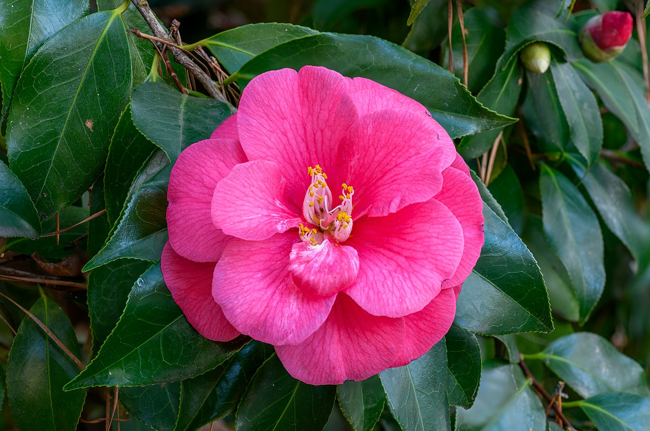 Camellia japonica er en busk som produserer prangende blomster