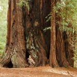 Stammen til Sequoia sempervirens er veldig tykk