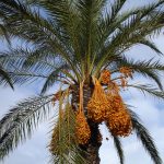 Datumpalmen er en palme som produserer spiselige datoer