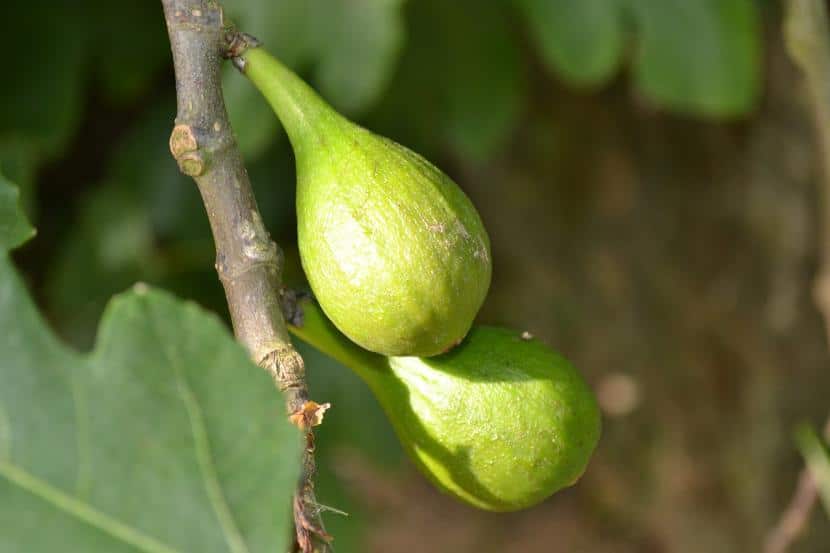 Ficus carica