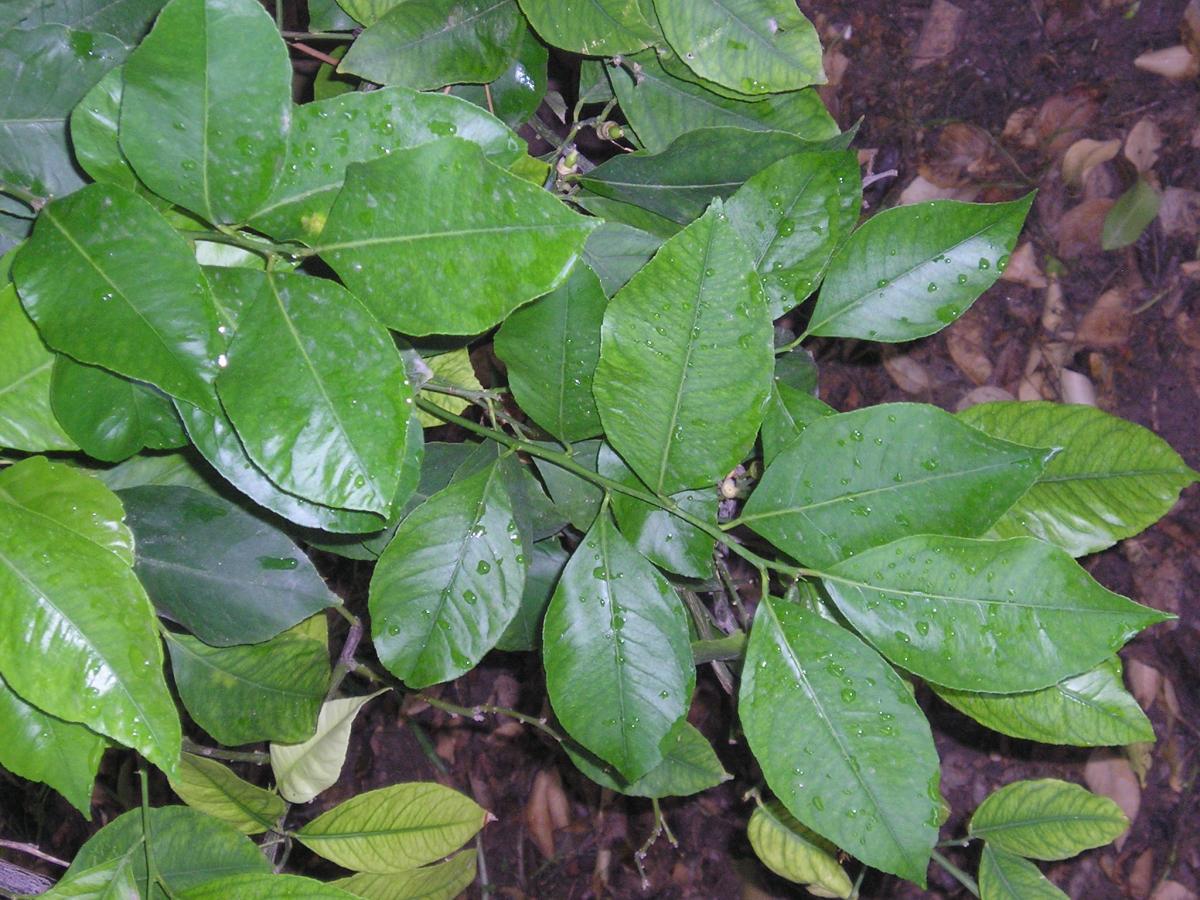 Sitrontreblader er sårbare for skadedyr