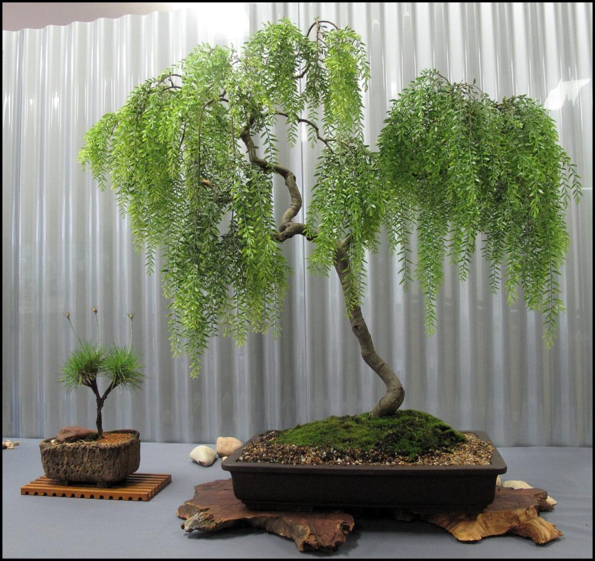 Utsikt over gråtpilet bonsai