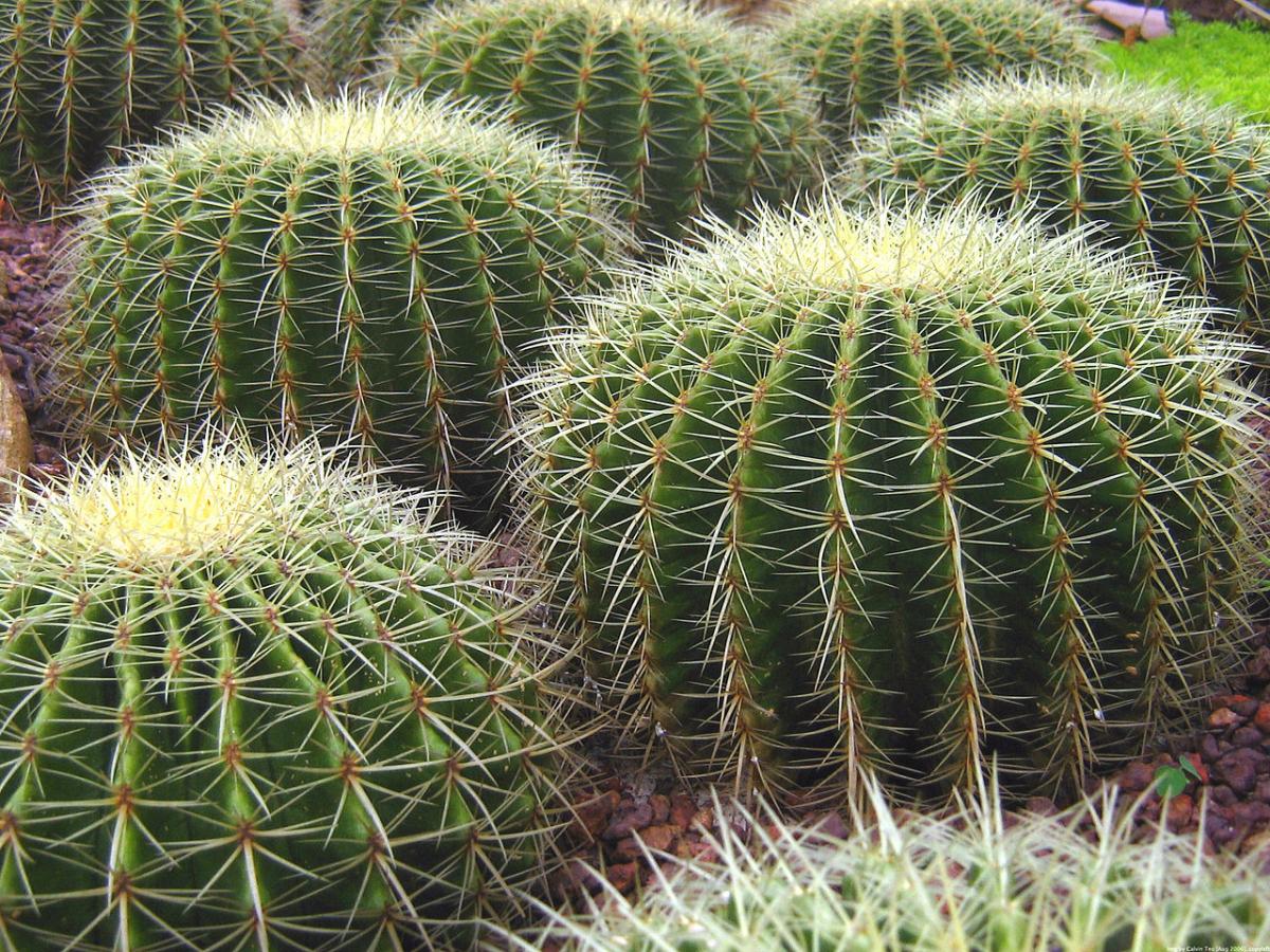 Det er mange typer runde kaktus, og Echinocactus grusonii er en