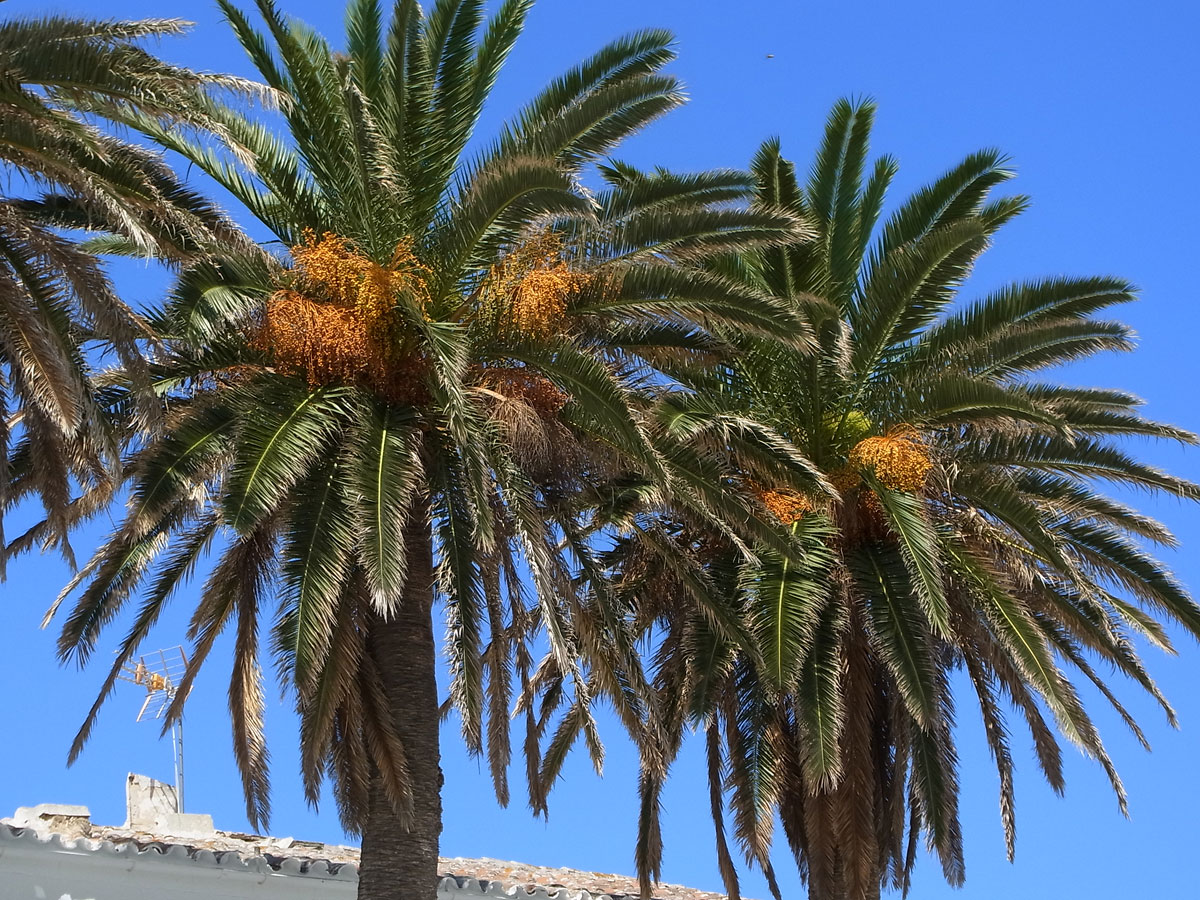Kanarisk palme vokser raskt