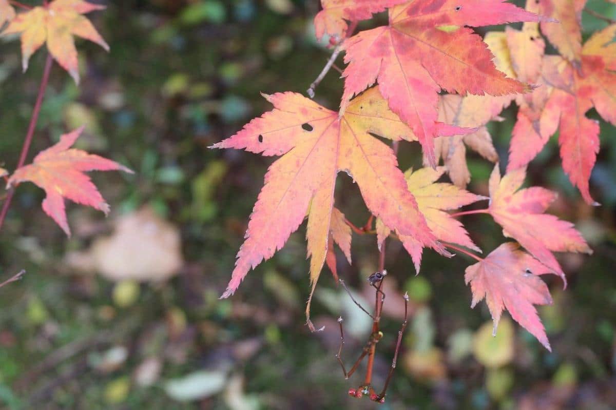 Japanske lønneblader blir brune om høsten