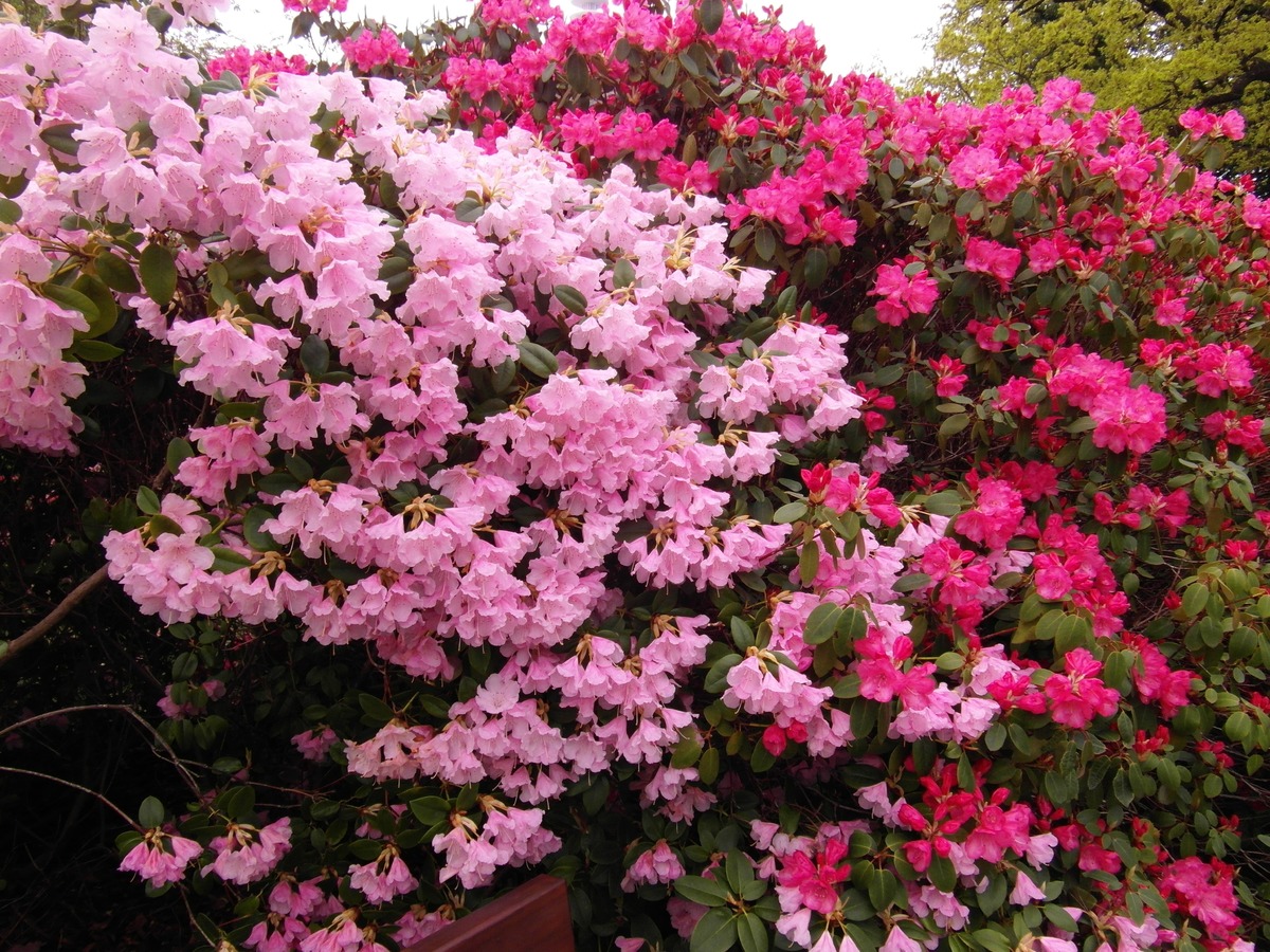 Azalea er busker som produserer veldig muntre blomster