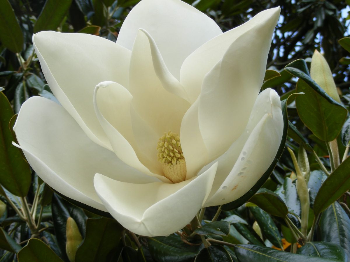 Magnolia grandiflora har store blomster