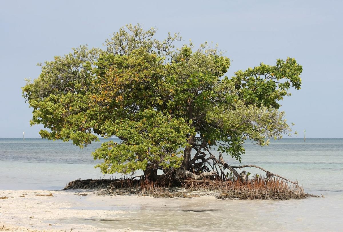 Den hvite mangroven er et marintre