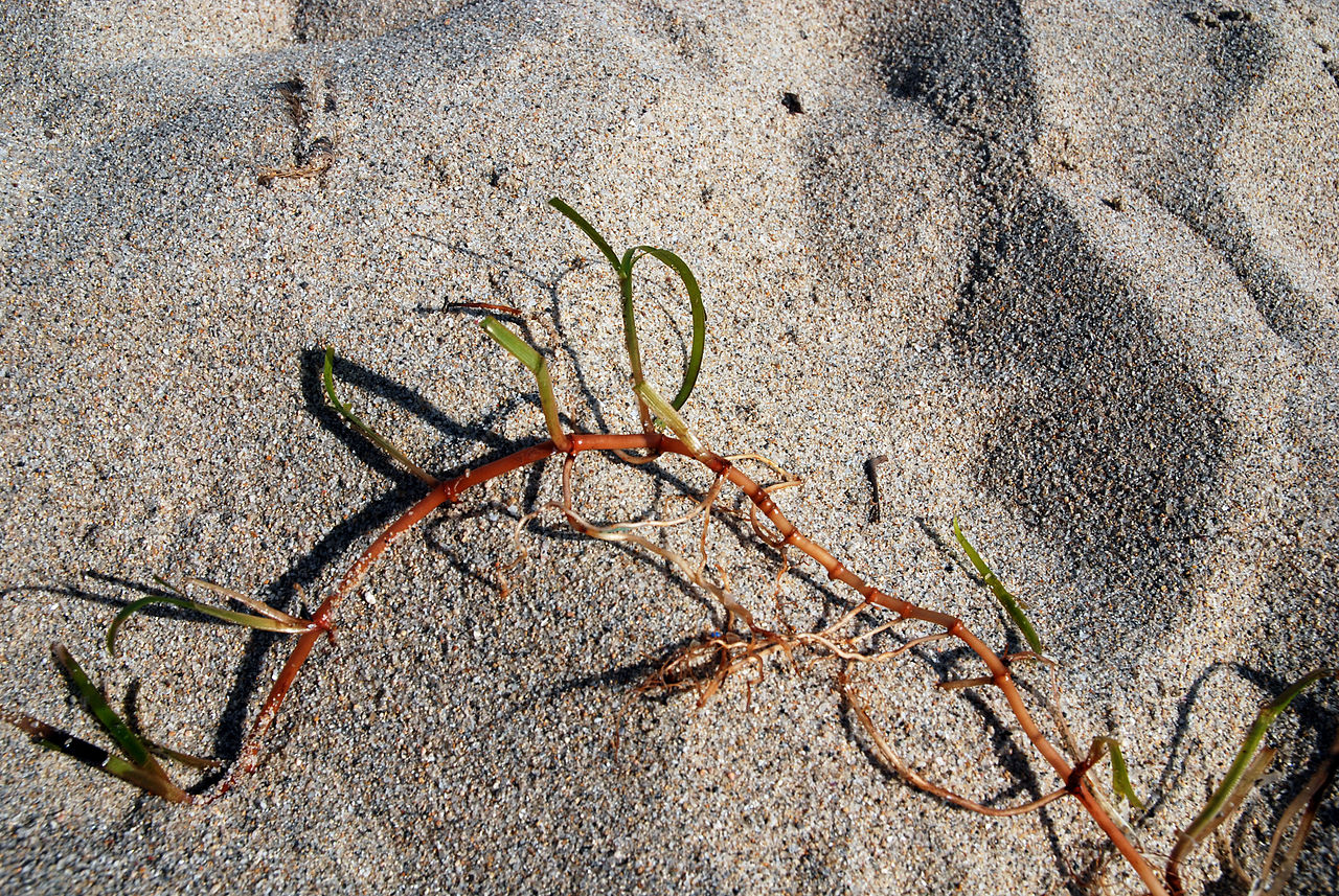 Cymodocea nodosa er en marin urteaktig plante