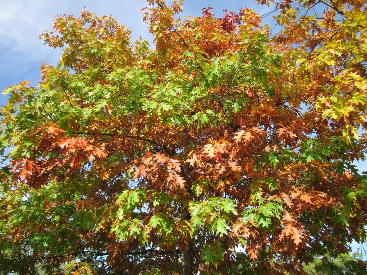 Quercus mister ikke bladene om vinteren