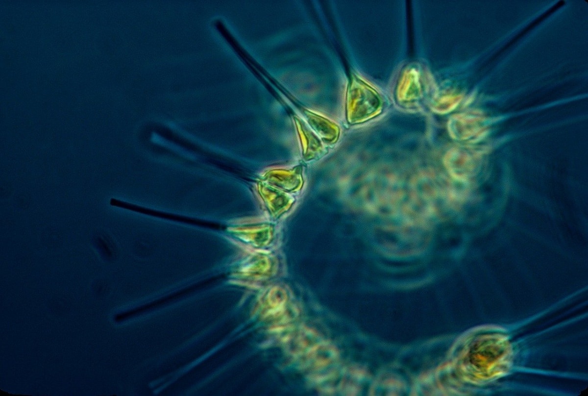 formas del fitoplancton