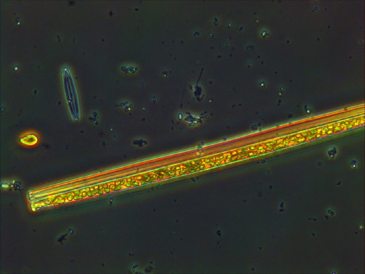 organismos del fitoplancton
