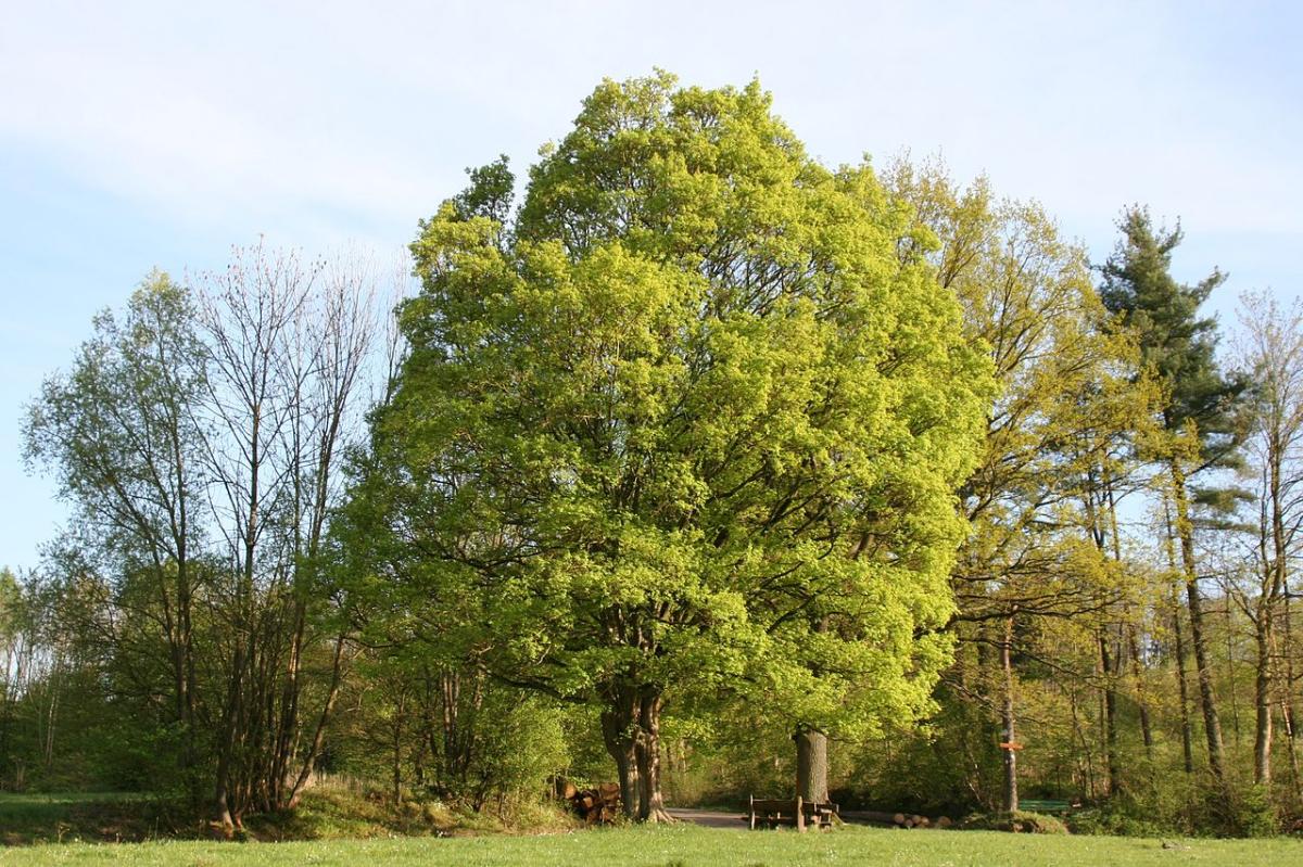 Acer campestre er et typisk tre i den tempererte løvskogen
