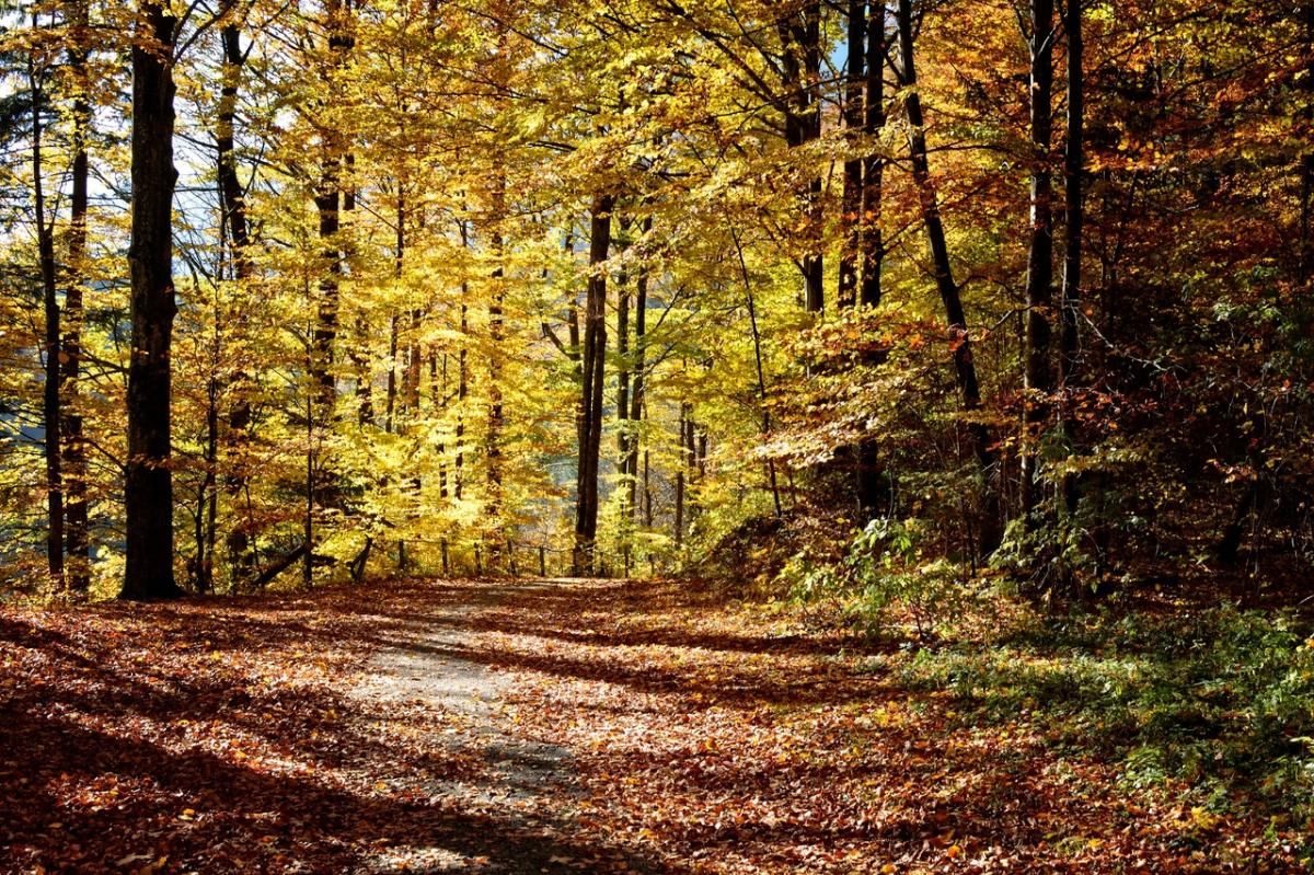 Tempererte skoger går tom for blader om vinteren